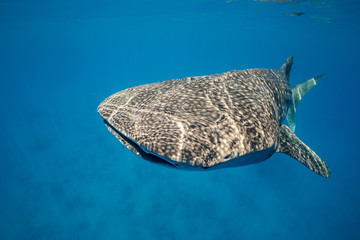 Fototapeta premium Whale Shark