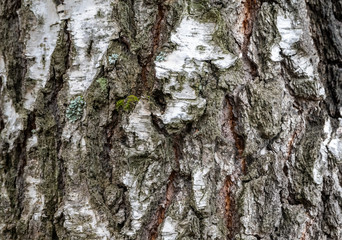 The texture of the birch bark.