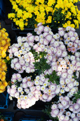 chrysanthemums of different colors in boxes