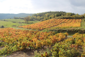 Vigne automnale
