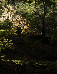 trees in the forest