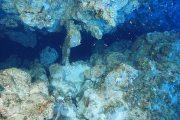 Obraz na płótnie Canvas Coral reef at the Red Sea, Egypt
