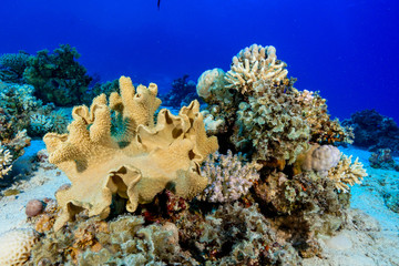 Fototapeta na wymiar coral reef at the Red Sea, Egypt