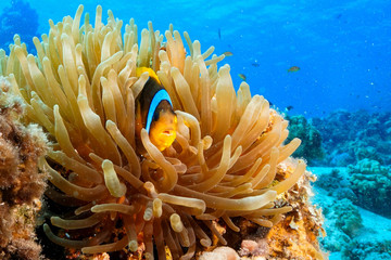 Fototapeta na wymiar Anemone fish and Coral at the Red Sea, Egypt
