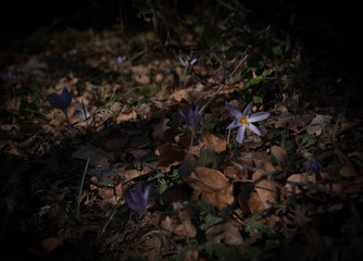 autumn leaves in the forest