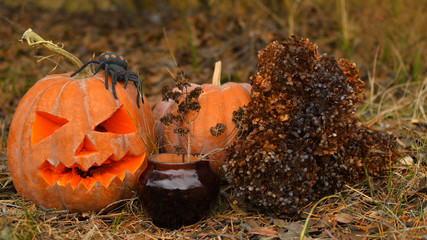 Halloween pumpkin and huge spider.Halloween outdoor and have fun. Kids trick or treating. Spooky pumpkin head jack lantern on dark forest. Halloween design with copyspace.