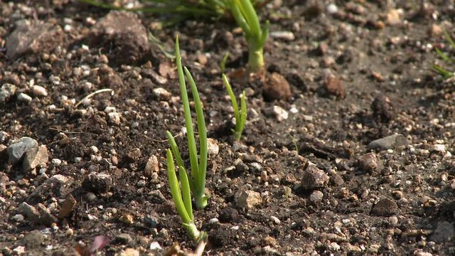 Close up of a leek seedling growing in a row with other leeks in dark, rich soil with many small stones