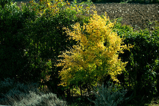 Albero di Melograno, in autunno, con colori vividi e gioiosi della stagione