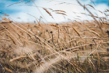 Fototapeta premium trigo seco