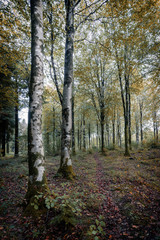 woodland forest images from the uk 