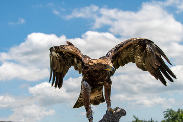 The golden eagle. King of the air 
