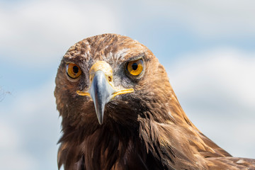 The golden eagle. King of the air 