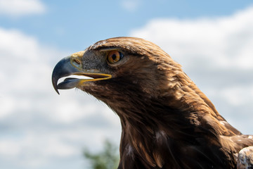 The golden eagle. King of the air 