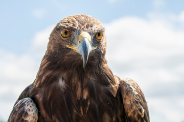 The golden eagle. King of the air 