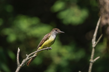 Great crested flycatcher in the spring near the nest