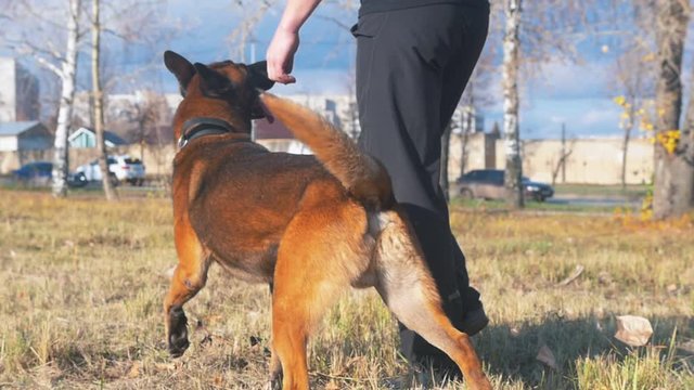 A man walking with his german shepherd dog on the training field