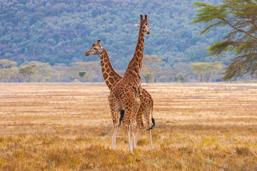 Giraffes African savannah. Kenya. Concept -a family of giraffes. Guided tours of Kenya nature reserves. Giraffes are looking into the distance. Ecological tourism. Animals. Concept -untouched nature