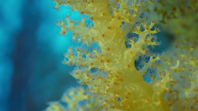 Detail of a soft coral (Dendronephthya) with its polyps, WAKATOBI, Indonesia