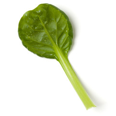 Spinach  leaf isolated over white background. Top view, flat lay..