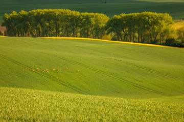 Fototapeta premium Moravian fields in spring time, green and yellow landscapes in Czech Republic has awesome structure