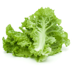 fresh green lettuce salad leaves isolated over white background.
