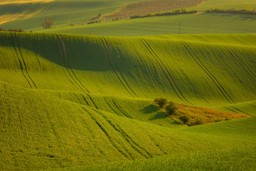 Moravian fields in spring time, green and yellow landscapes in Czech Republic has awesome structure