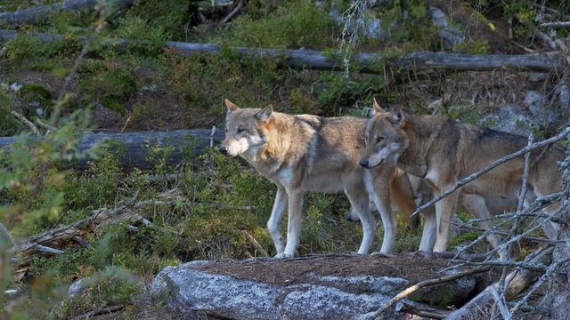 Eurasian wolf (Canis lupus lupus) pack in forest