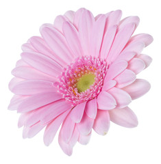   pink gerbera flower head isolated over white background closeup. Gerbera in air, without shadow....