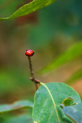 Beautiful red ladybug on stem.