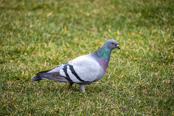 Alone pigeon in the centre of Wien, Austria.