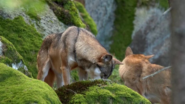 Eurasian wolf (Canis lupus lupus) pack in forest