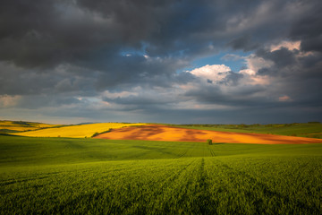 Moravian fields in spring time, green and yellow landscapes in Czech Republic has awesome structure