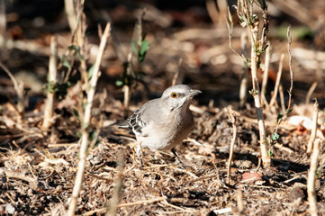 Instense Finch