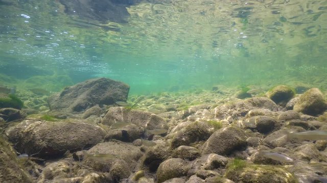Freshwater fish and rocks underwater in a river with clear water, Spain, La Muga, Catalonia