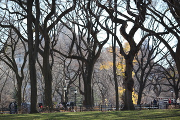 Fototapeta na wymiar Twisted trunks of American Elm Trees in winter in NYC Central Park