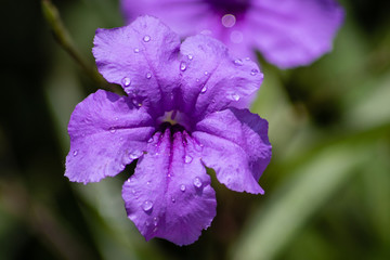 Wild Petunia