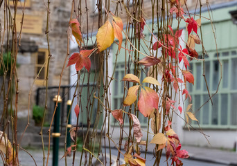 Virginia creeper, also known as American ivy, photographed in autumn when the leaves turn colour, in Frome, Somerset UK.
