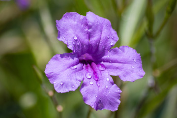 Obraz premium Wild Petunia