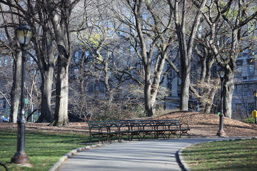 empty wooden park bench in fall in NYC Central Park