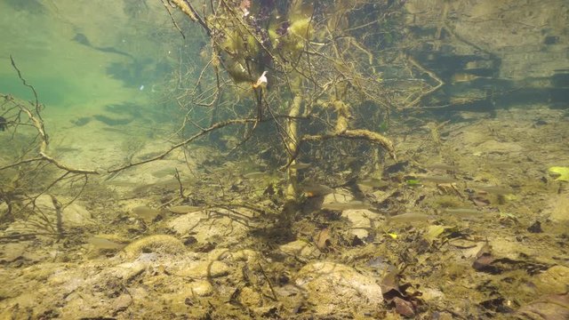 Freshwater fishes below tree branch underwater in a river, La Muga, Catalonia, Spain