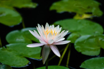 Pink water lily