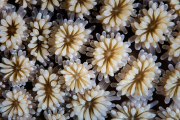 Detail of an Galaxy coral, Galaxea fascicularis, growing on a coral reef in Komodo National Park,...