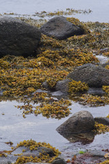 Seaweed Entangled in Rocks at Seashore