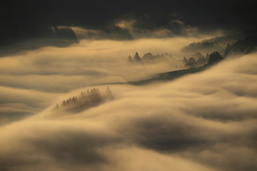 Pieniny foggy trees
