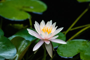 Pink water lily
