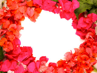 Flatlay of flowers and leaves of bougainvillea. Botanical Mockup