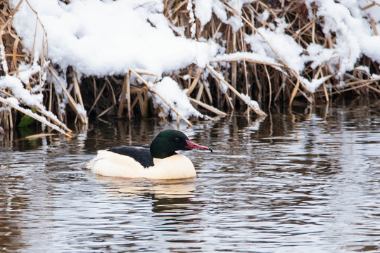 Goosander male