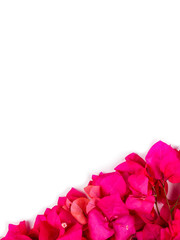 Flatlay of flowers and leaves of bougainvillea. Botanical Mockup