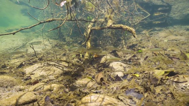 Several freshwater fish underwater below tree branch in a river, Spain, La Muga, Catalonia