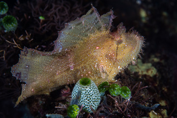 A Leaf scorpionfish, Taenianotus triacanthus, blends into its surroundings on a reef in Indonesia....
